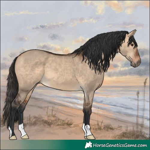 Horse Color:Bay Dun 
