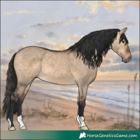 Horse Color:Bay Dun 