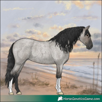 Horse Color:Grullo Roan 