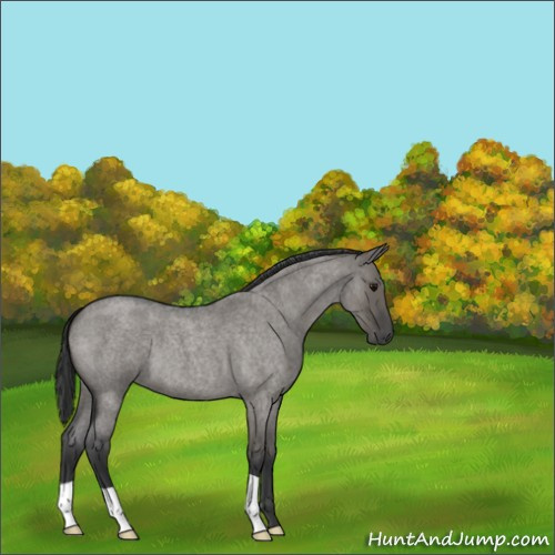 Horse Color:Grullo Roan 