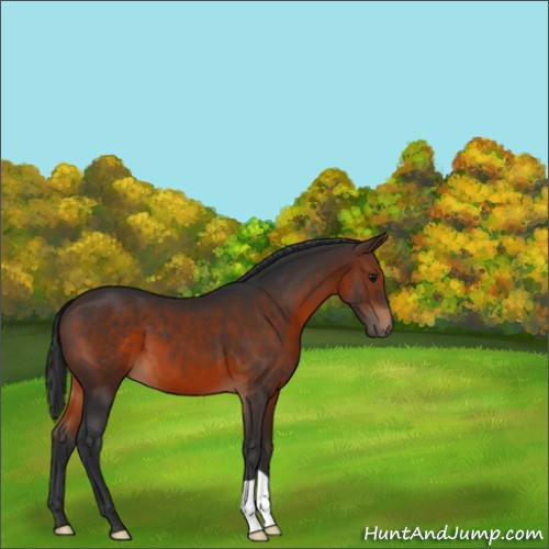 Horse Color:Brown 