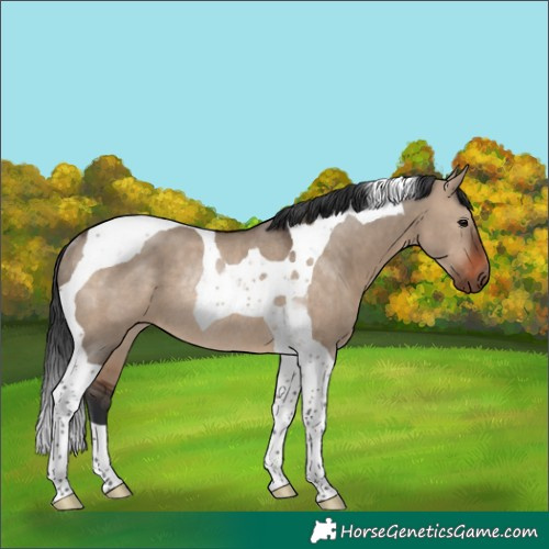 Horse Color:Brown Dun Tobiano Rabicano