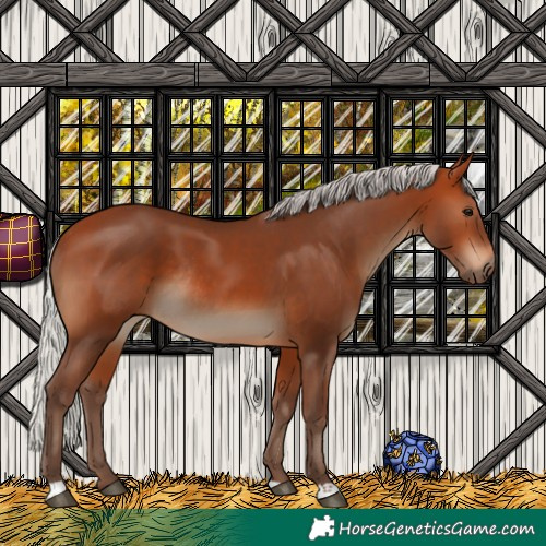 Horse Color:Silver Bay Rabicano
