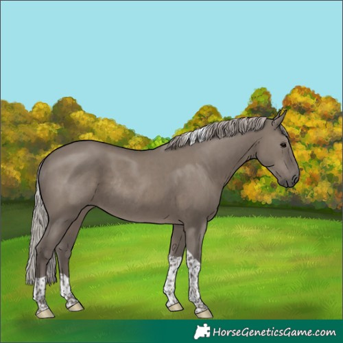 Horse Color:Silver Grullo Tobiano Rabicano 