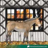 Horse Color:Silver Buckskin Dun Rabicano