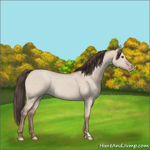 Horse Color:Classic Champagne Dun