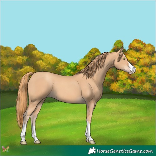 Horse Color:Gold Champagne