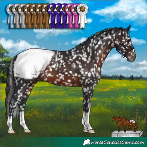 Horse Color:Brown Appaloosa 