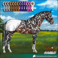 Horse Color:Brown Appaloosa 