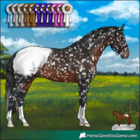 Horse Color:Brown Appaloosa 