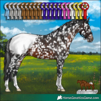 Horse Color:Brown Appaloosa