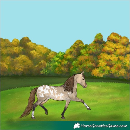 Horse Color:Buckskin Dun Appaloosa 