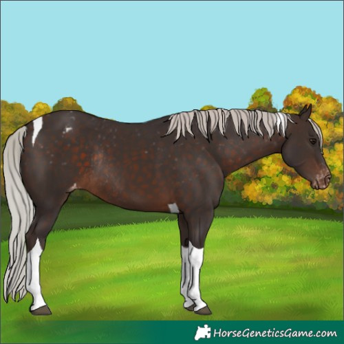 Horse Color:Silver Brown Tobiano Appaloosa Rabicano 