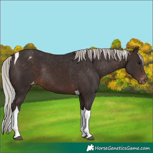 Horse Color:Silver Brown Tobiano Appaloosa Rabicano 