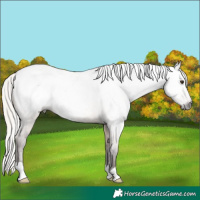 Horse Color:Gray Silver Bay Roan Dun Appaloosa Rabicano 