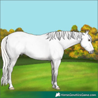 Horse Color:Gray Silver Bay Roan Dun Appaloosa Rabicano 