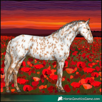 Horse Color:Chestnut Appaloosa and Chestnut Appaloosa