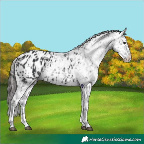 Horse Color:Black Appaloosa  and Black Appaloosa 
