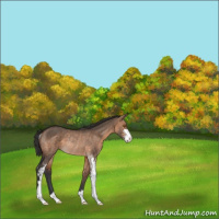 Horse Color:Brown Dun Sabino Rabicano