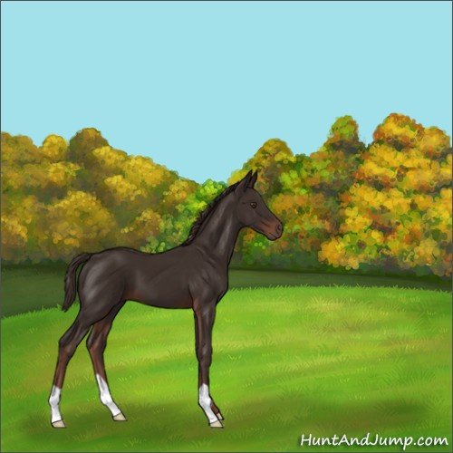 Horse Color:Liver Chestnut 