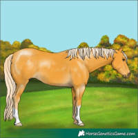 Horse Color:Palomino
