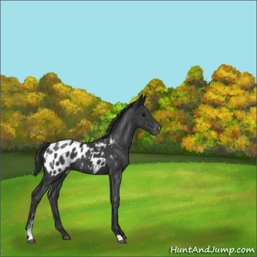 Horse Color:Black Sabino Blanket 