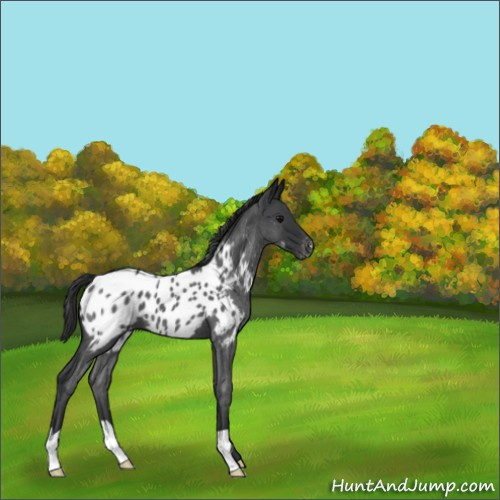 Horse Color:Blue Roan Appaloosa 