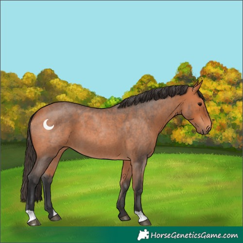 Horse Color:Bay Roan 