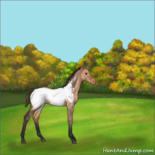 Horse Color:Bay Dun Appaloosa 