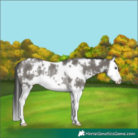 Horse Color:White Spotted Grullo Splash Rabicano 