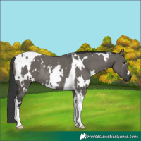 Horse Color:White Spotted Grullo Tobiano Rabicano 
