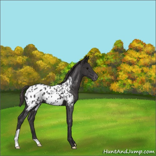 Horse Color:Smoky Black Appaloosa 