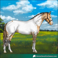 Horse Color:Buckskin Appaloosa
