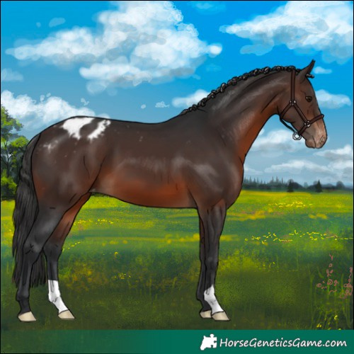 Horse Color:Brown Appaloosa