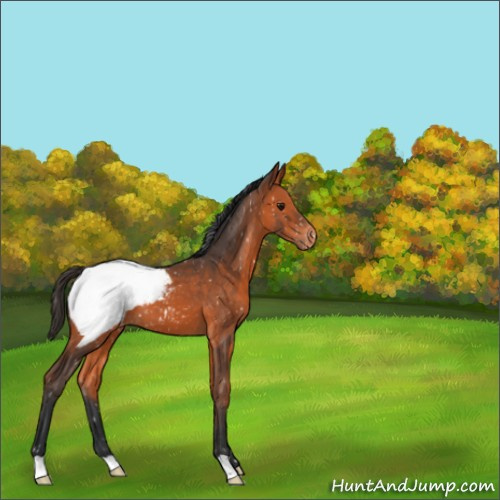 Horse Color:Bay Appaloosa 