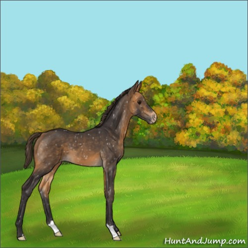 Horse Color:Buckskin Appaloosa 