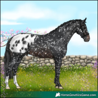Horse Color:Brown Appaloosa
