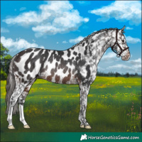 Horse Color:Brown Appaloosa Rabicano 