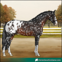 Horse Color:Brown Appaloosa 