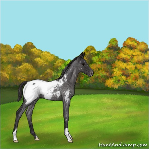 Horse Color:Smoky Blue Roan Appaloosa 