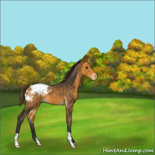 Horse Color:Buckskin Snowcap 