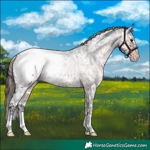 Horse Color:Brown Roan Appaloosa Rabicano 