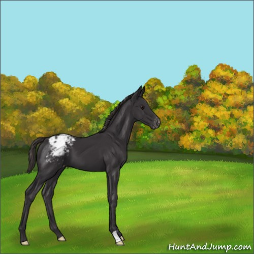 Horse Color:Smoky Black Appaloosa 