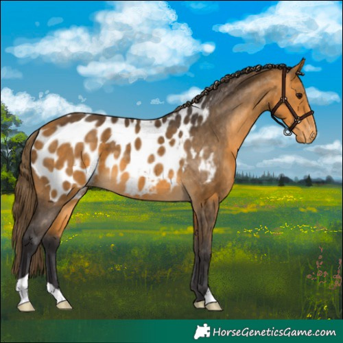 Horse Color:Buckskin Blanket 