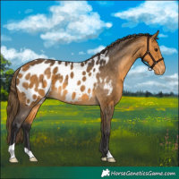 Horse Color:Buckskin Blanket 