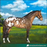 Horse Color:Buckskin Blanket 