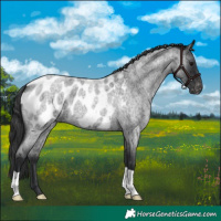 Horse Color:Blue Roan Appaloosa 