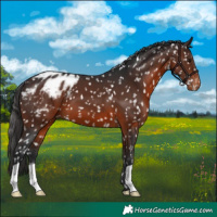 Horse Color:Brown Appaloosa
