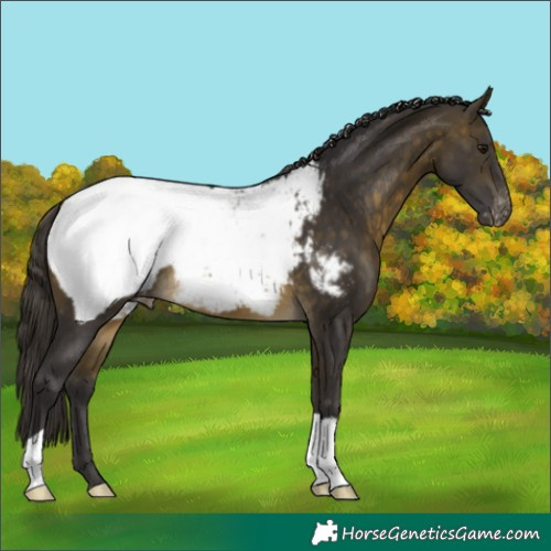 Horse Color:Buckskin Appaloosa 