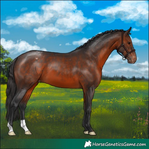 Horse Color:Brown Appaloosa 